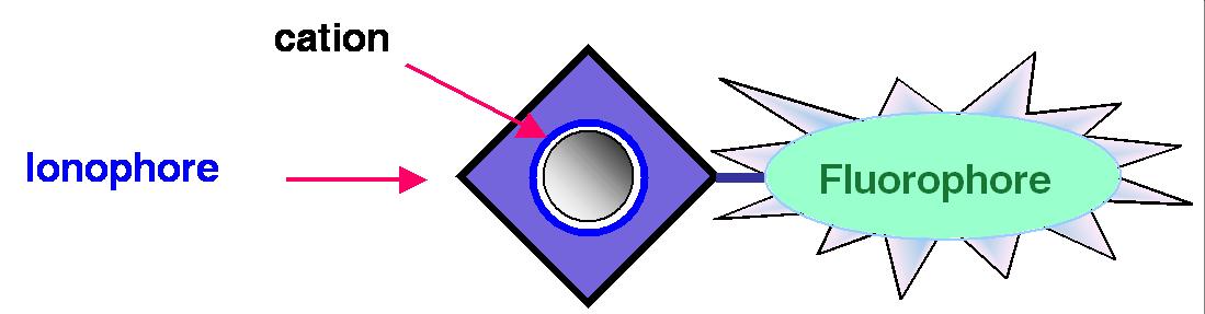 Sch�ma de principe d'un fluoroionophore