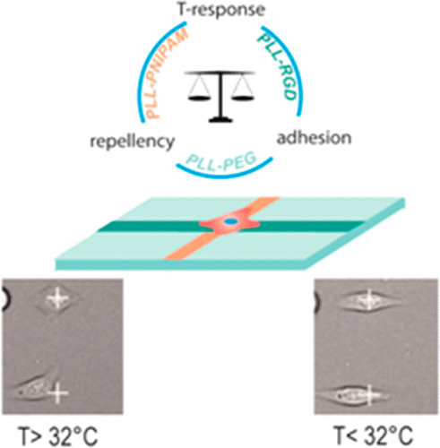 graphical abstract